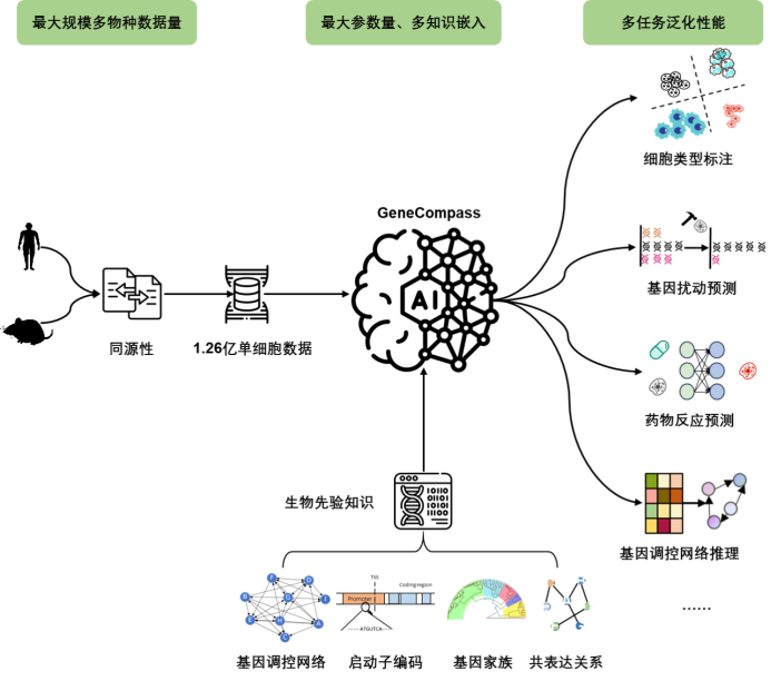 中国科学院研究团队发布了两篇重要论文：首个跨物种生命基础大模型问世，以及新型细胞命运预测AI模型的发布